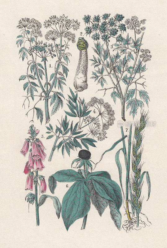 Plants, hand-colored lithograph, published in 1880.
